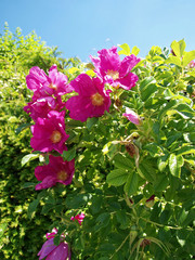 Rosa majalis - Zimt-Rosen oder Mai-Rosen Blüht dunkelrosa ab Mai