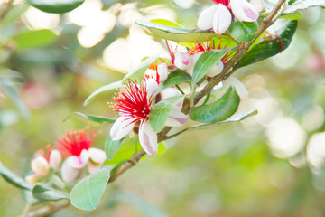 Obraz premium flower and tree 