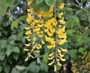 Fototapeta na wymiar Laburnum yellow flowers on tree
