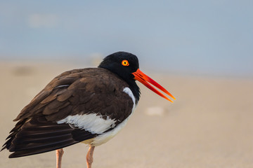American Oystercatcher (Haematopus palliatus) walks along the beach at sunrise in Cape May, NJ