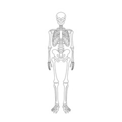 human skeleton system outline isolated on white background