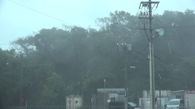 Tree Thrash And Sway In Powerful Hurricane Wind