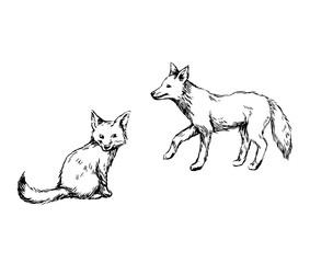 Ink sketches of fox vector