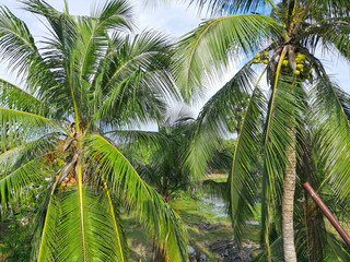 Fototapeta premium Coconut tree with coconut
