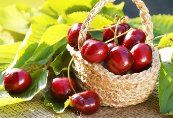 Dark-red heart-cherries in basket with leaves
