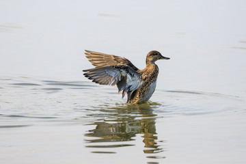 anatra nel lago con le ali aperte	