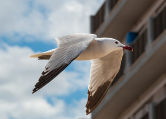white seagull flying in the air close to a building