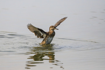anatra nel lago con le ali aperte	