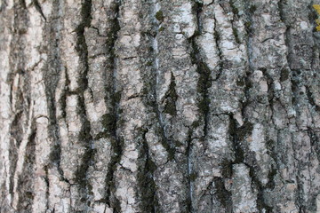 Reliev tree bark close up