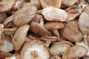 Shiitake mushrooms, full frame cover photo