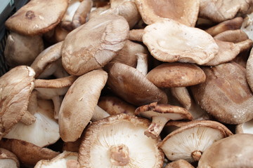 Shiitake mushrooms, full frame cover photo