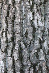  Tree bark