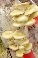 Yellow oyster mushrooms