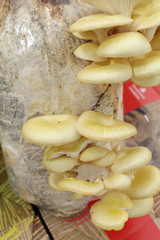 Yellow oyster mushrooms
