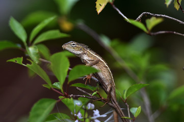 Chameleons are scaly, long tails, and can change the color of their skin