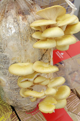 Yellow oyster mushrooms