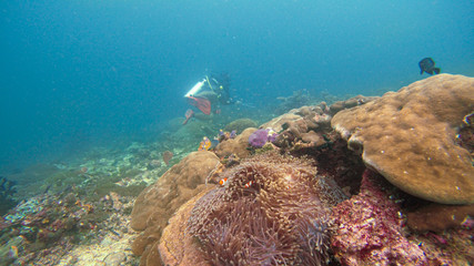 Underwater photography of the coral reef in Raja Ampat, Indonesia, the golden triangle. west papua.