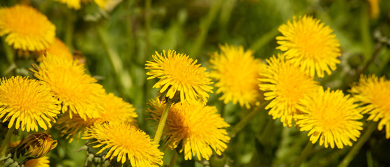 Background of yellow dandelion in the green field