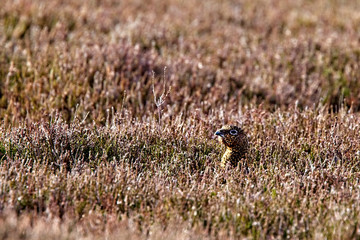 Red Gouse (Lagopus lagopus scotica), female hunkered down on the heather moor, North York Moors National Park, Yorkshire, England, UK.