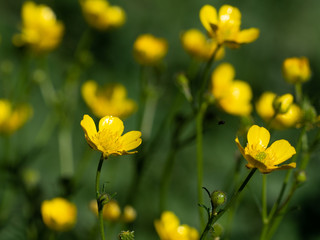 Flowers of yellow buttercup, sunny day. Blurred background with yellow flowers.