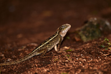 Chameleons are scaly, long tails, and can change the color of their skin