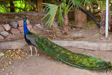 Naklejka premium Peacock in the park on a bright sunny day. Peacock looks into the camera. 