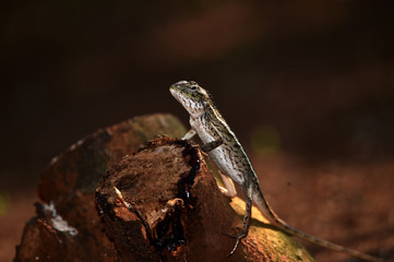 Chameleons are scaly, long tails, and can change the color of their skin