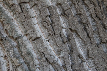  tree bark in magnification