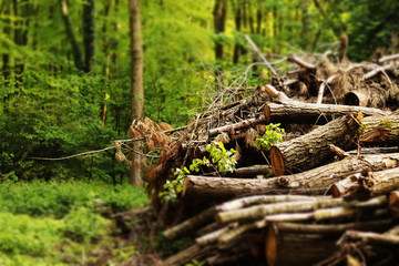 Woodpile in the forest with green trees around