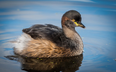 Australasian Grebe in Brisbane, Queensland, Australia