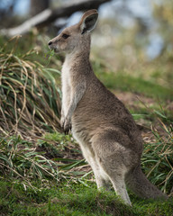 young kangaroo (Joey) at Point Lookout, North Stradbroke Island, Queensland, Australia