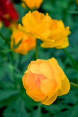 Blooming orange meadow flower in the garden