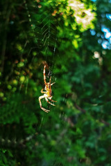 Spider