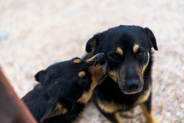 two dogs licking each other. love, expression of feelings in animals