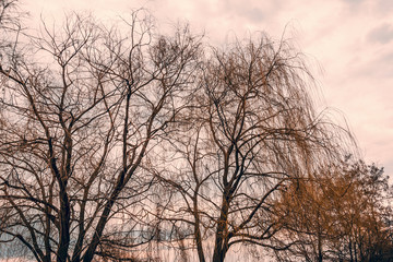 Bare tree branches against  a cloudy sky