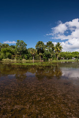 ケアンズの植物園