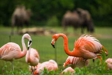 Pack of bright birds in a green meadow near the lake. Exotic flamingos saturated pink and orange colors with fluffy feathers