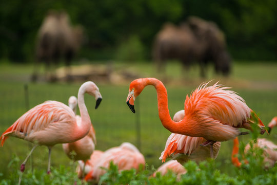 Pack of bright birds in a green meadow near the lake. Exotic flamingos saturated pink and orange colors with fluffy feathers