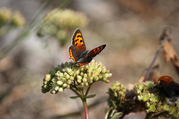 butterfly on a flower