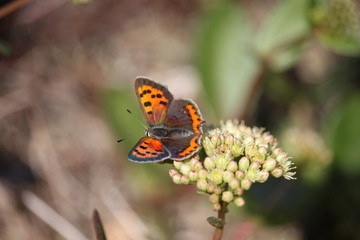 butterfly on a flower