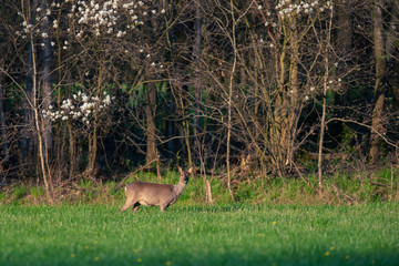 Roe deer doe in sunny meadow near forest in spring.