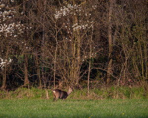 Roe deer doe in sunny meadow near forest in spring.