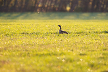 Egyptian goose in meadow in evening sun in early spring.