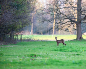 Roebuck in meadow at edge of forest at sunset.