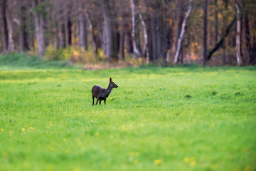 Obraz na płótnie Canvas Roe deer doe in forest meadow in early spring.