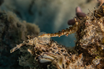 Coral reefs and water plants in the Red Sea, Eilat Israel