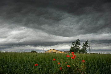 Dark cloudy sky over a farm house and a bunch of poppies