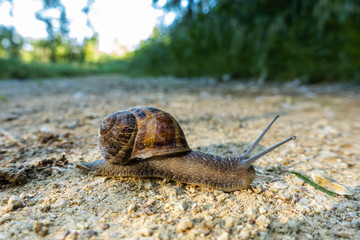 Close up view of a snail early in the morning