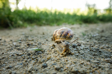 Close up view of a snail crawling over a walkway