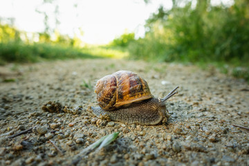 Close up view of a snail crawling over a walkway